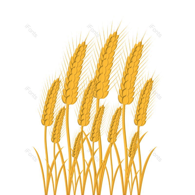 芒种图片,小满元素,秋天PNG,麦子免抠素材